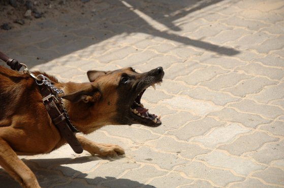 Dosar penal după ce un câine ar fi fost mâncat de muncitori vietnamezi sau indieni