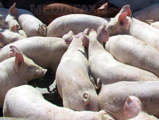 Pesta porcină africană se extinde în peste 240 de localităţi. Judeţele cu cele mai multe cazuri înregistrate