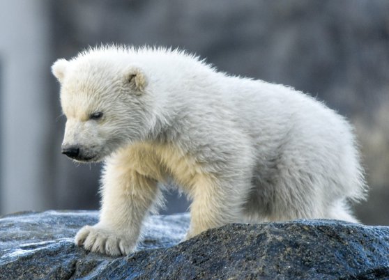 Încă o specie riscă să dispară: Urşii polari slăbesc şi au tot mai puţini pui pe fondul schimbărilor climatice