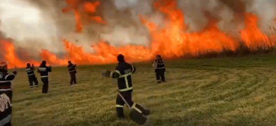 VIDEO | Incendiu pe 30 de hectare, într-o pădure de plop alb. Pompierii se tem ca flăcările să nu se extindă rapid din cauza vântului puternic
