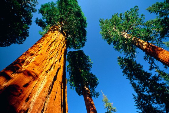 Un grup de ecologişti a strâns aproape 16 milioane de dolari pentru a cumpăra şi salva cea mai mare pădure de sequoia gigant rămasă pe Pământ