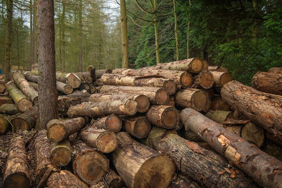 Cea mai mare tăiere ilegală de arbori din România: 100.000 de metri cubi, raşi de pe faţa pământului, în Maramureş