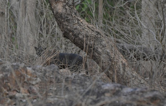 GALERIE FOTO Imagini rare cu un leopard negru au fost surprinse în India