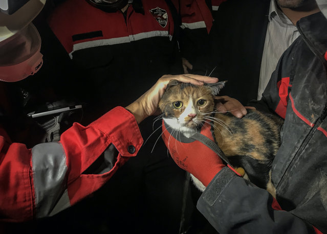 O pisică rănită a fost salvată de sub dărămăturile unui bloc din Izmir de către un câine poliţist la capătul a 33 de ore de căutări