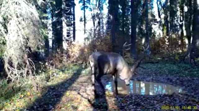 VIDEO Imagini spectaculoase în sălbăticie. Un cerb îşi spală coarnele într-o adăpătoare din pădure