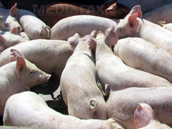 Pesta porcină africană, confirmată pe două fonduri de vânătoare din Bistriţa-Năsăud