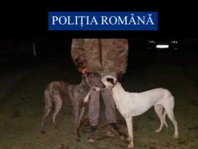 12 câini din rasa Ogar, folosiţi ilegal pentru dresaj sau pentru controlul agresivităţii altor animale, salvaţi de poliţişti şi luptători SAS, în Arad. Ce au mai descoperit oamenii legii