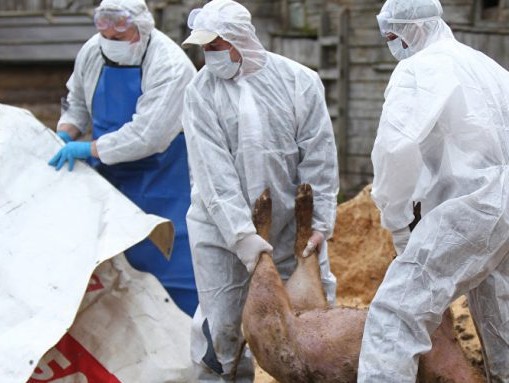 Autoritatea Naţională Sanitară Venerinară a sesizat la DNA declararea pestei porcine drept abuz