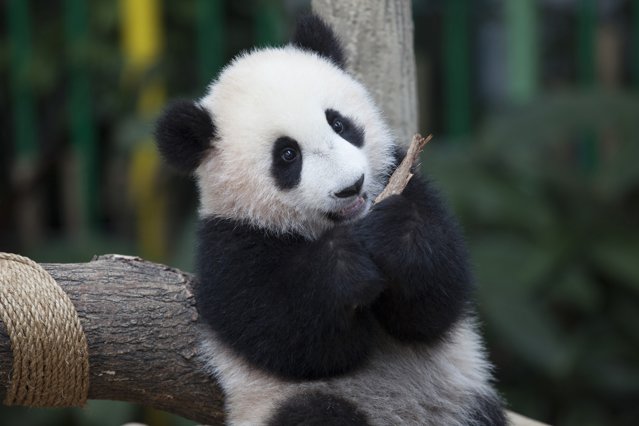De ce este ursul panda alb-negru? Cercetătorii au găsit răspunsul pentru coloritul neobişnuit al îndrăgitului mamifer