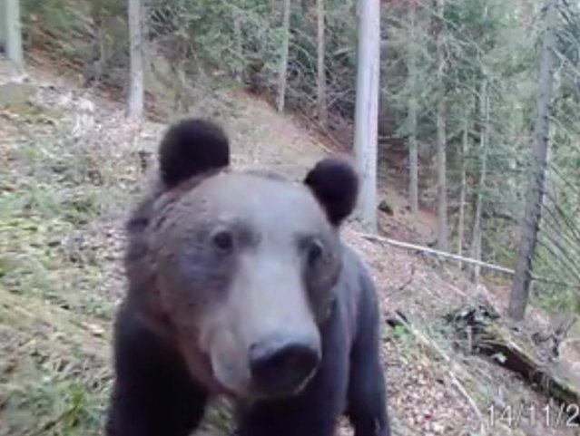Ursoaica filmată când rupea gardul unei gospodării în Azuga, îndepărtată din nou de jandarmi