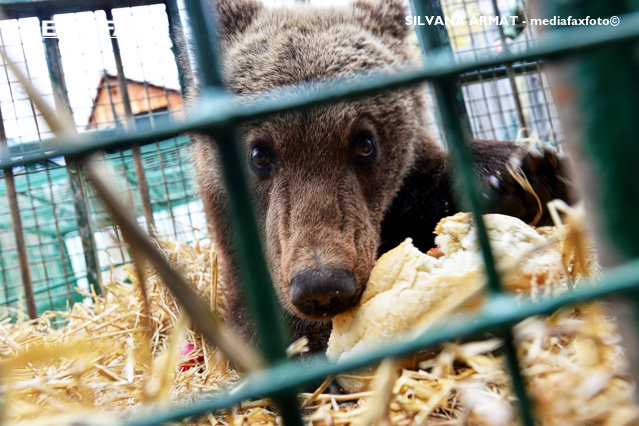 Sibiu: Doi pui de urs, rămaşi fără mamă, s-au aciuat într-o curte. Ei au fost duşi într-un adăpost