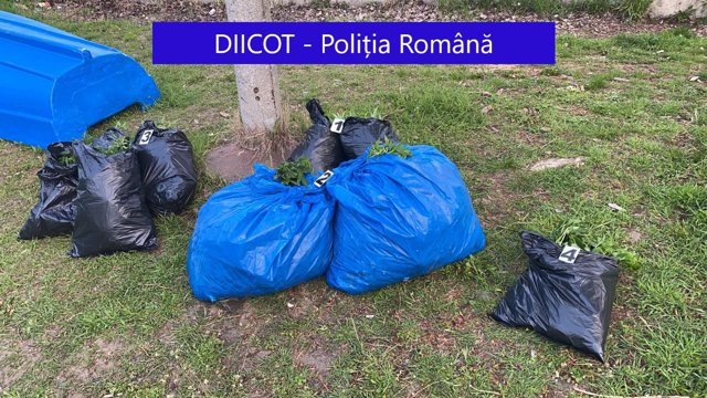 Traficanţi de droguri din Galaţi, prinşi când aruncau sute de plante de cannabis în Dunăre