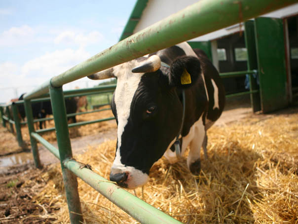 Comisia Europeană va propune eliminarea cuştilor pentru animalele de fermă, ca urmare a unei iniţiative cetăţeneşti europene