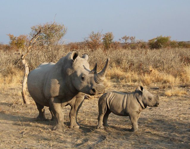 Vânătoarea ilegală de rinoceri este în creştere după ce restricţiile au fost ridicate în Africa de Sud. De ce sunt ţinta braconierilor uriaşele mamifere