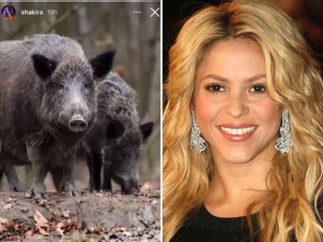 Poveste vânătorească? Shakira se plânge că doi porci mistreţi i-au distrus geanta. Fiul său nu-i confirmă versiunea