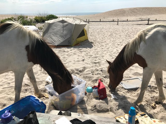 Insula unde caii sălbatici fură mâncare de la turişti
