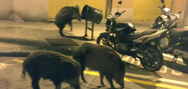Barcelona, invadată de mistreţi. Animalele caută hrană şi nu se tem de om, devenind periculoase