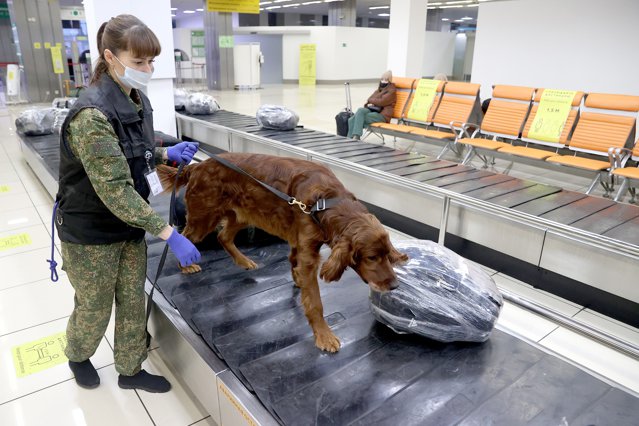 Câini special dresaţi depistează bolile tropicale pe aeroporturile din Scoţia