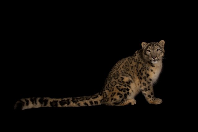 Un leopard de zăpadă a murit la grădina zoologică din Illinois după ce a contractat Covid-19