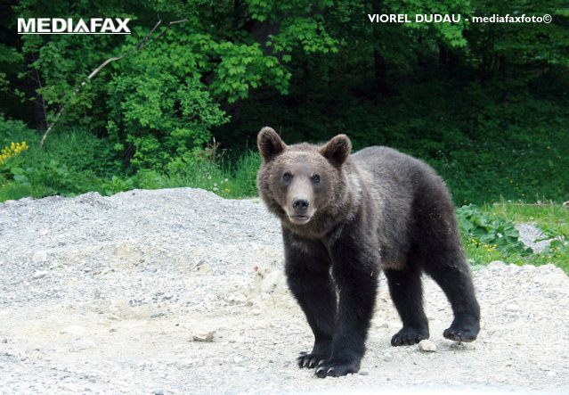 Nicio zi fără alarmă în Sinaia: Ursoaică cu pui în zona Castelului Peleş