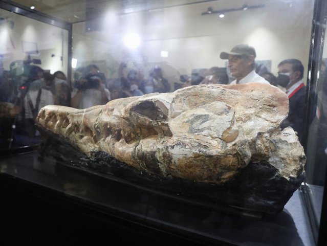 Paleontologii au descoperit craniul unui „monstru marin” vechi de 36 milioane de ani FOTO VIDEO