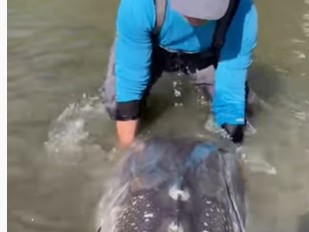 Un pescar a prins un sturion gigant VIDEO