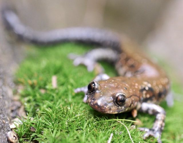Secretele salamandrelor paraşutiste din California. Cercetătorii sunt impresionaţi de salturile lor