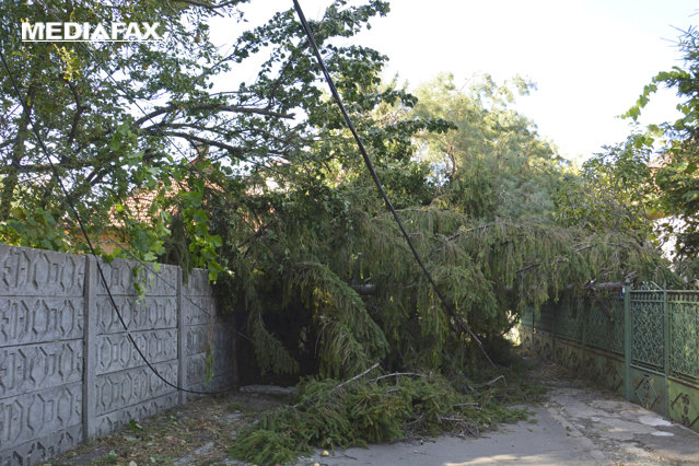 Vreme potrivnică în Teleorman: Zeci de copaci au fost doborâţi de vântul puternic
