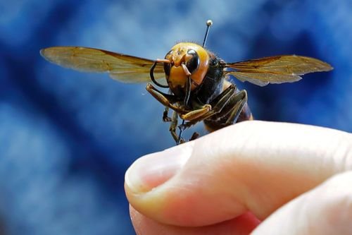 Insecta invazivă cunoscută anterior ca “viespea ucigaşă” primeşte un nou nume. Care este motivul