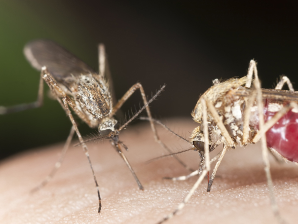 Persoanele infectate cu Zika şi Dengue atrag mai mulţi ţânţari. Care este explicaţia