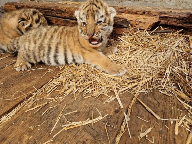 Premieră istorică la Zoo Oradea: S-au născut doi pui de tigru siberian
