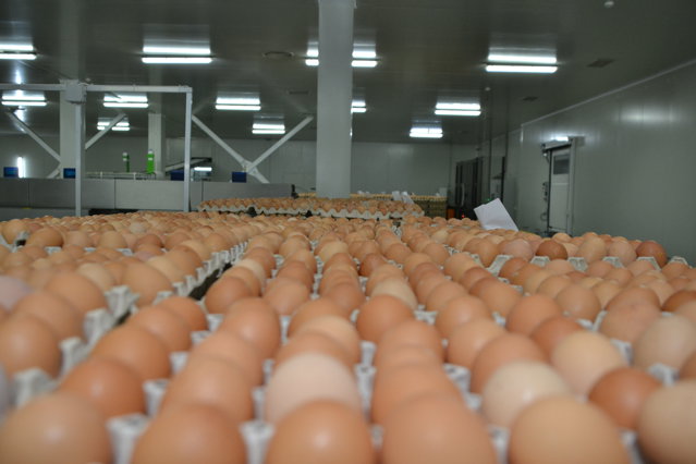 Totul despre ouă: proprietăţi şi contraindicaţii. Câte este indicat să mănânci pe săptămână