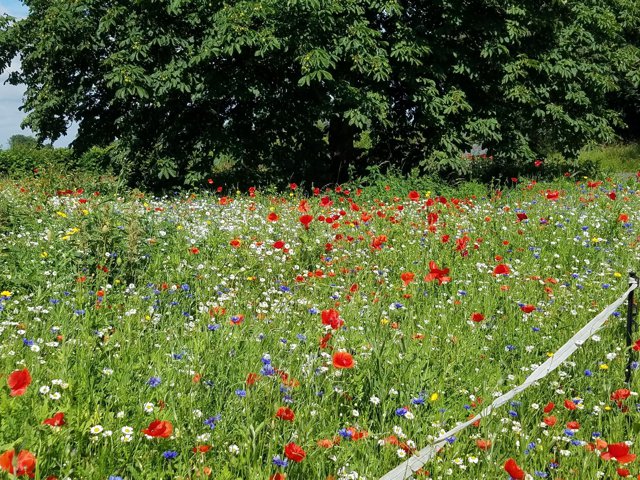 Un sat mic din Anglia foloseşte florile pentru a reduce excesul de viteză al şoferilor
