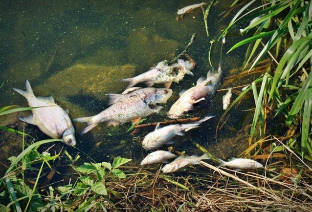 Tone de peşti morţi în râul Oder, la graniţa dintre Germania şi Polonia. Autorităţile investighează o posibilă contaminare