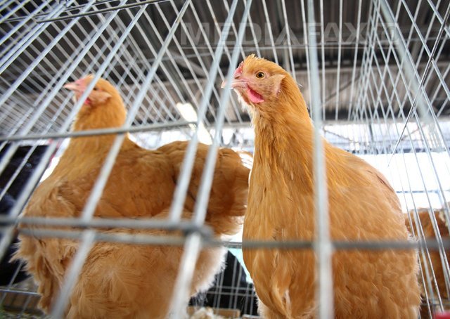 Cum combat britanicii gripa aviară: păsările n-au voie să mai zburde în voie