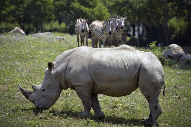 STUDIU Coarnele rinocerilor au devenit mai scurte în ultimul secol
