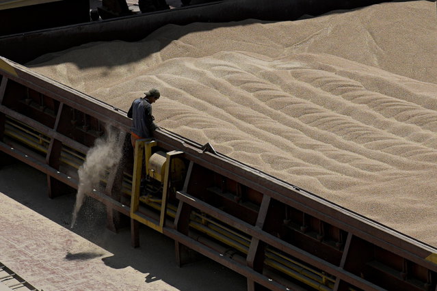 Egiptul creşte preţul de achiziţie a grâului local cu peste 40%, pe fondul inflaţiei