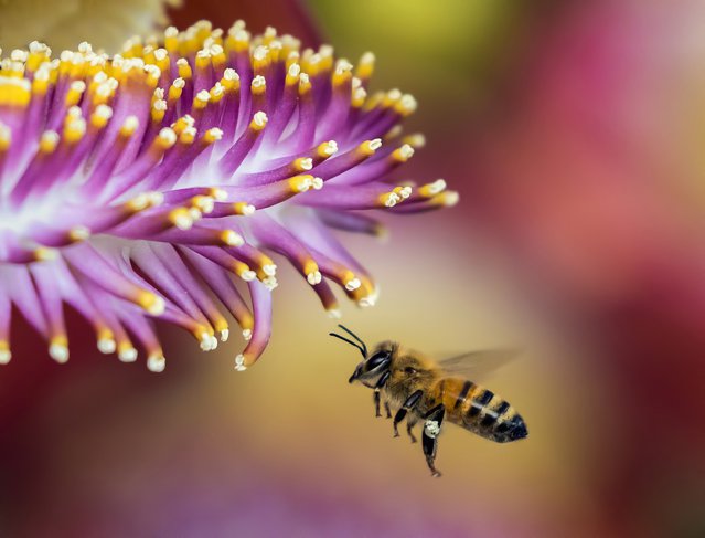SUA aprobă primul vaccin din lume pentru combaterea declinului albinelor care produc miere