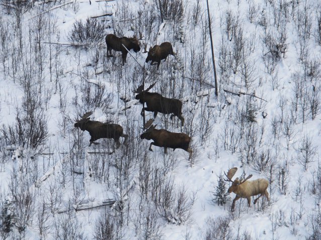 Un elan cu blana de culoare rară a fost văzut într-o pădure din Alaska