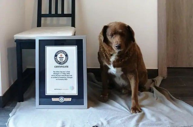 Bobi, cel mai bătrân câine din lume, a intrat în Cartea Recordurilor