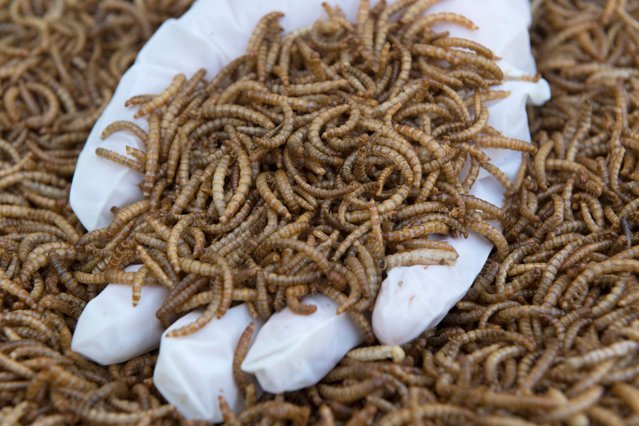 Comercianţii, obligaţi să asigure informaţii clare despre produsele alimentare ce conţin insecte