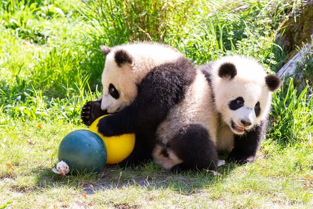 Grădină zoologică din China, acuzată că foloseşte oameni costumaţi în loc de urşi