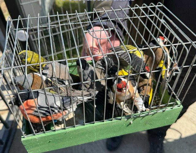 17 păsări din specii protejate de lege, descoperite într-o casă din Ilfov. Păsările au fost eliberate