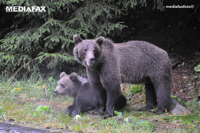 Urşii au ajuns în două localităţi din Harghita. Autorităţile au luat măsuri