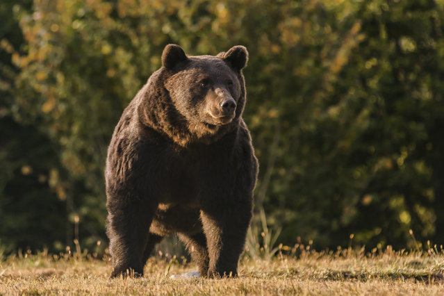 Braşov: Două persoane au fost atacate de urs