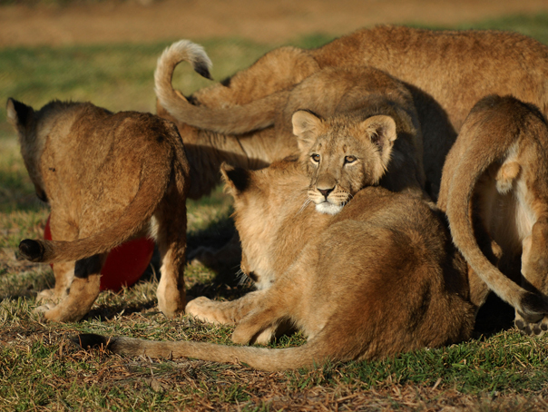 Un îngrijitor de grădină zoologică a fost sfâşiat mortal de un leu în Nigeria