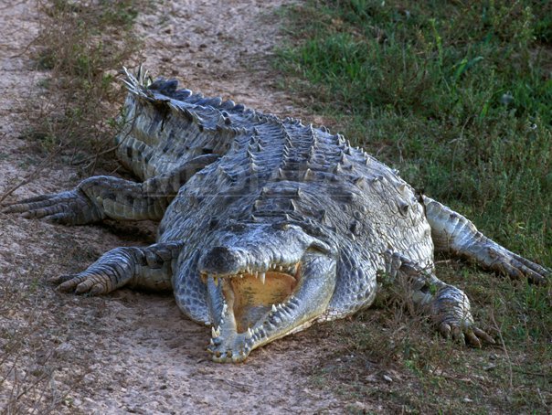 Un thailandez a ucis peste 100 de crocodili dintr-o specie aflată pe cale de dispariţie