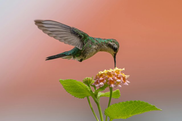 Păsările colibri, maestre ale adaptării în faţa provocărilor