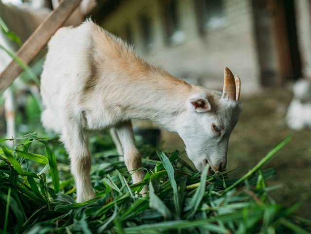 Şapte focare de pesta rumegătoarelor mici sunt active în judeţul Timiş