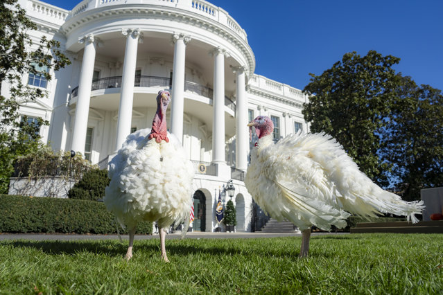 Biden a graţiat curcanii Peach şi Blossom la Casa Albă, de Ziua Recunoştinţei